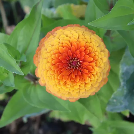 Bauernhof Quinta Do Regalo *