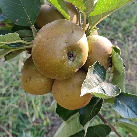 Quinta Do Regalo Séjour à la ferme Coïmbre