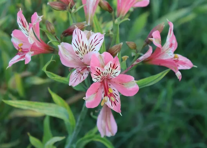 Agroturismo Quinta Do Regalo