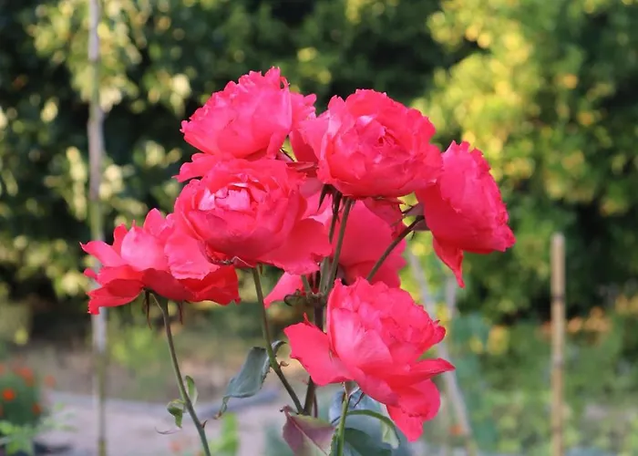 Quinta Do Regalo Coímbra