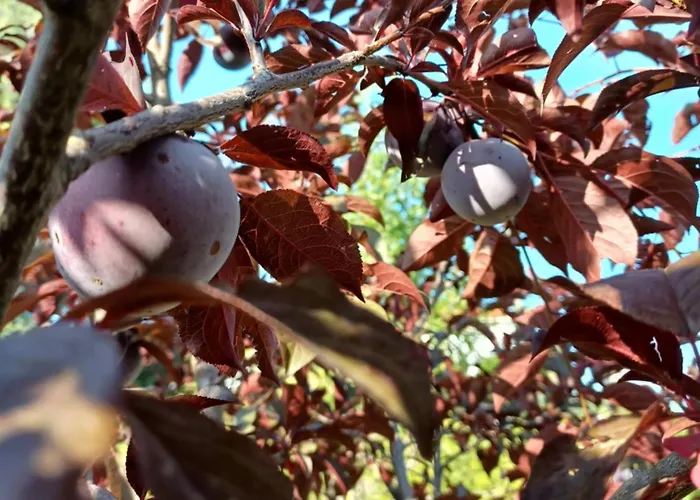 Agroturismo Quinta Do Regalo