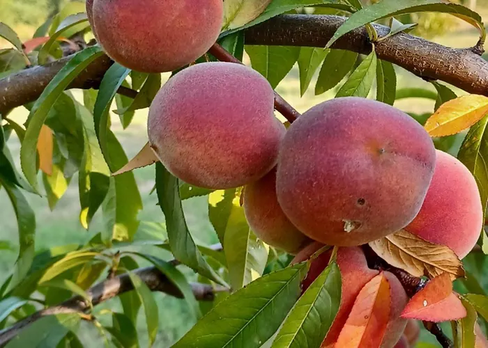 Quinta Do Regalo Agroturismo *