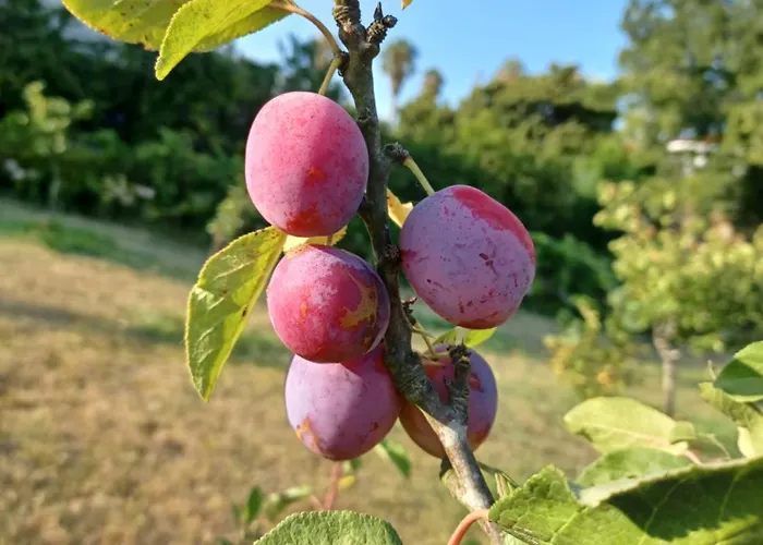 Quinta Do Regalo Agroturismo Coímbra
