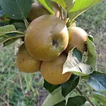 Quinta Do Regalo Farm stay Coimbra