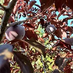 ファームステイ Quinta Do Regalo