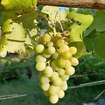 Quinta Do Regalo *