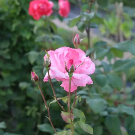 Vakantieboerderij Quinta Do Regalo Coimbra