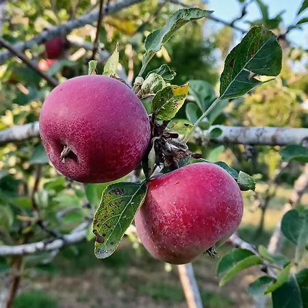 Quinta Do Regalo *