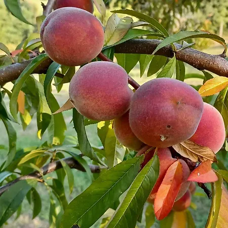 Quinta Do Regalo ファームステイ *