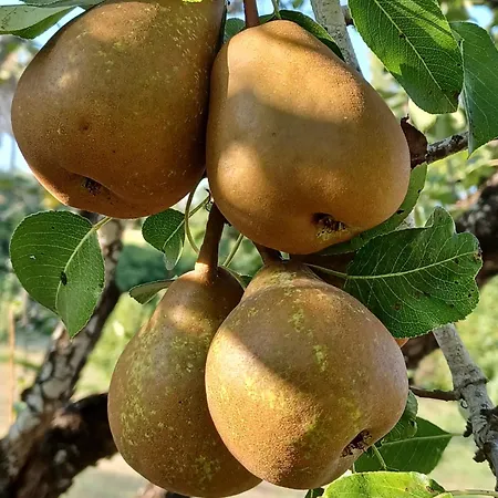 ファームステイ Quinta Do Regalo *