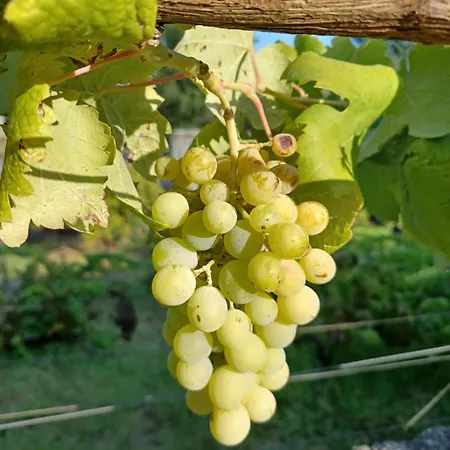 Quinta Do Regalo *