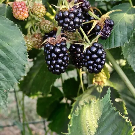 Quinta Do Regalo ファームステイ