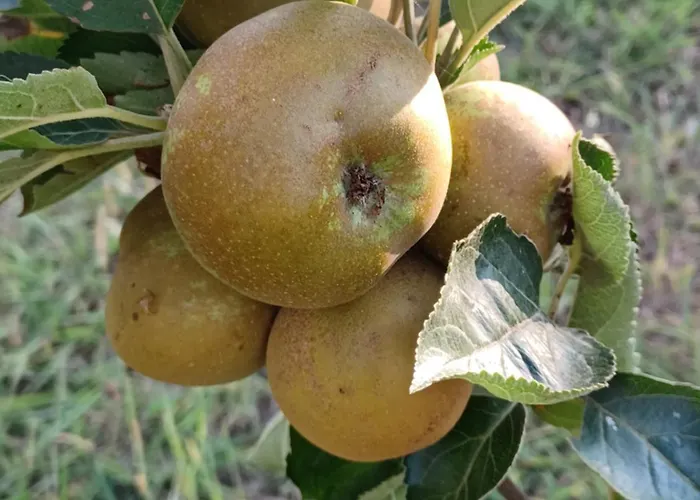 Quinta Do Regalo Vakantieboerderij Coimbra