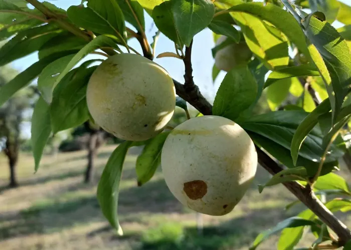 Quinta Do Regalo Vakantieboerderij