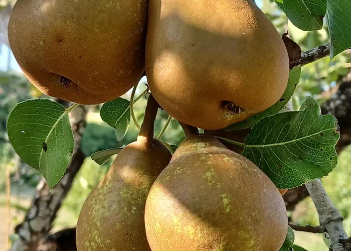 مزرعة للإقامة Quinta Do Regalo *