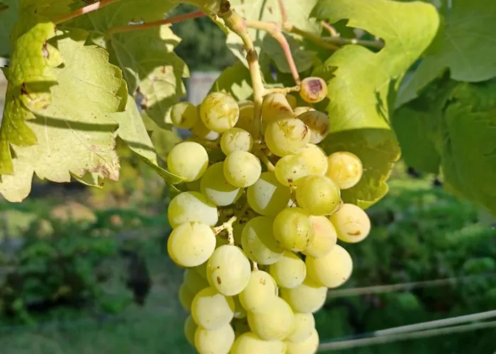 Quinta Do Regalo *