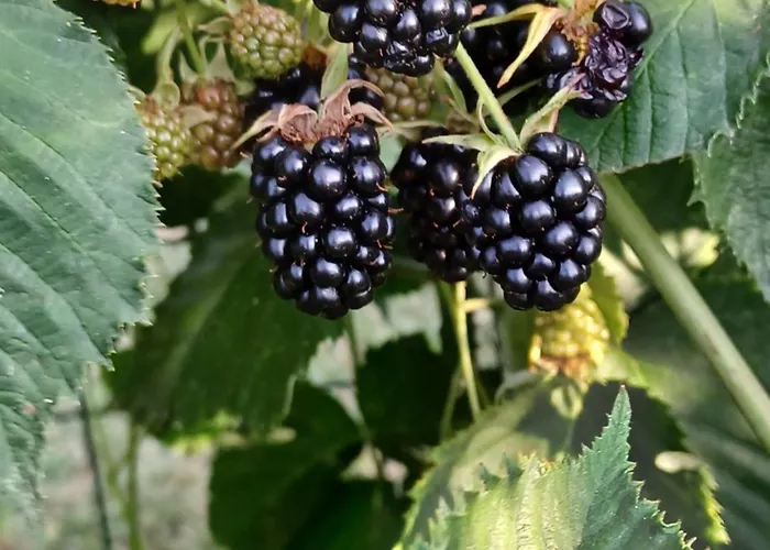 Quinta Do Regalo Gospodarstwo agroturystyczne